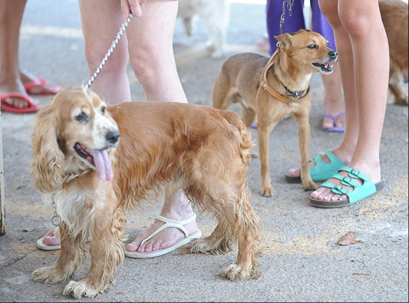 Projeto quer multar quem não recolher fezes e urina de pets em espaços públicos de Teresina