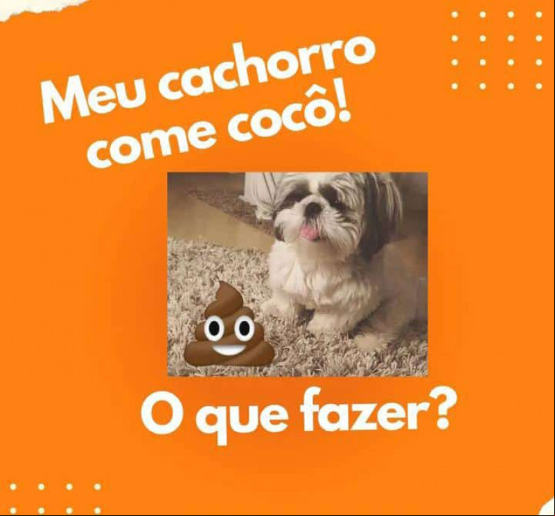 SEU PET COME COCÔ?