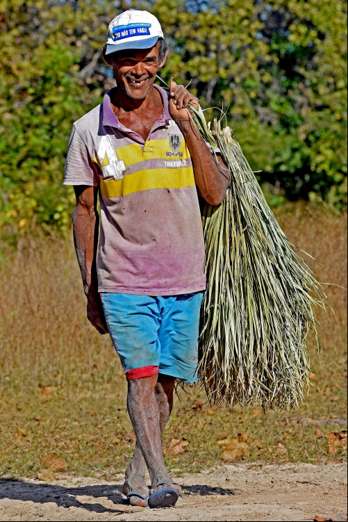 O Piauí é um dos maiores produtores de pó de carnaúba do Brasil - (Jailson Soares/ODIA)