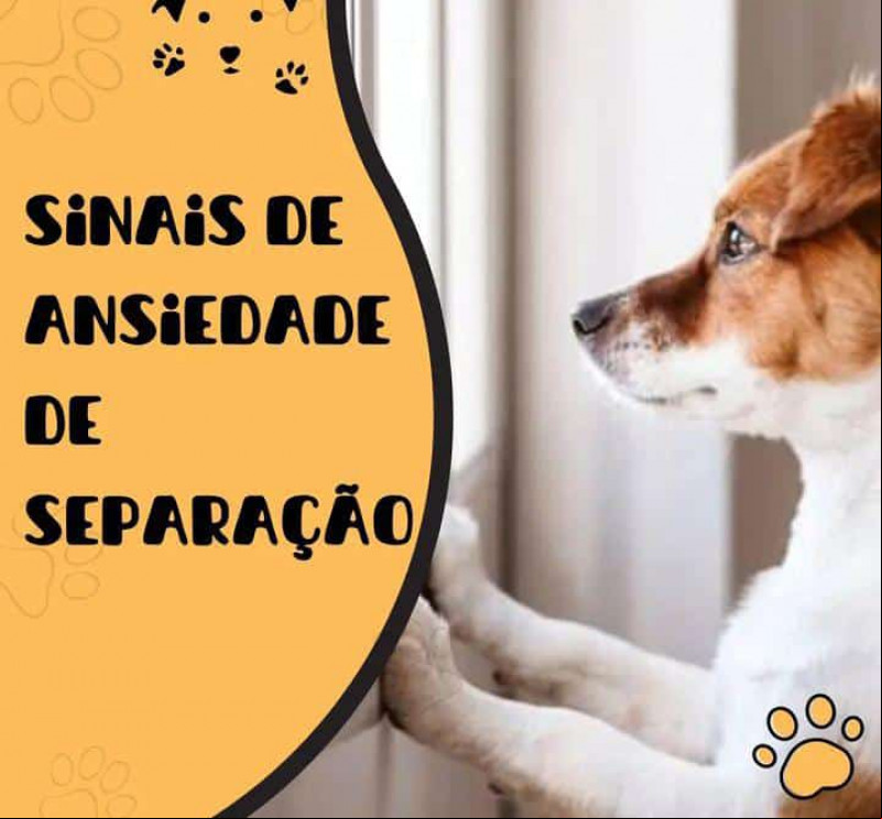 ANSIEDADE DE SEPARAÇÃO!