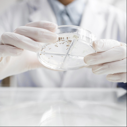 Saiba o que é Candida auris, superfungo resistente a medicamentos; três casos confirmados em Belo Horizonte