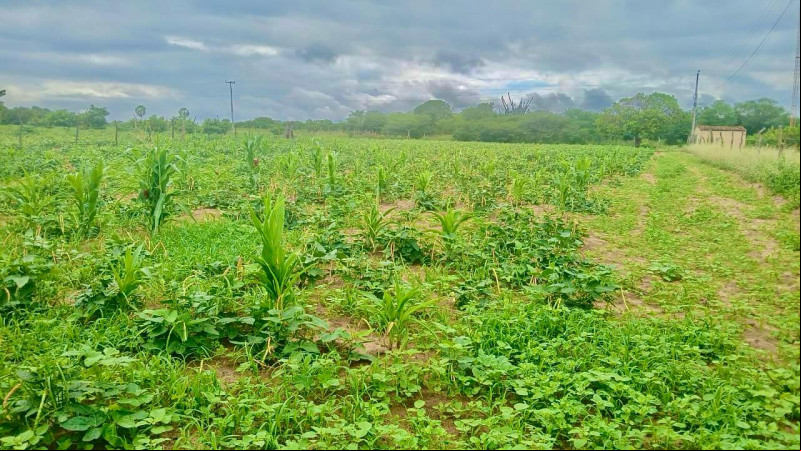 “Seca verde” atinge 127 cidades no Piauí; veja os municípios afetados