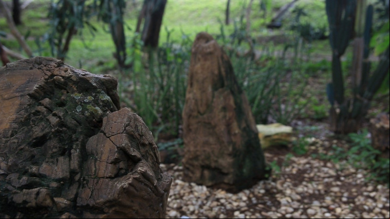 Floresta Fóssil de Teresina é uma das únicas em todo o mundo - (Reprodução / Conheça o Piauí )