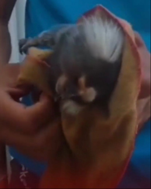 VÍDEO: Macaca sagui perde filhotes ao sofrer choque em Pedro II