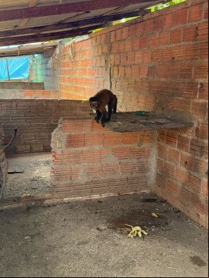 Macaco que era mantido acorrentado é resgatado na cidade em Esperantina